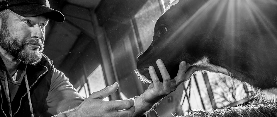 Man with a calf