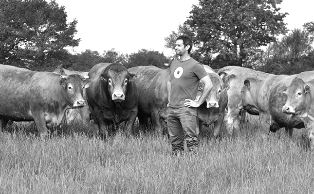 cows in the grass