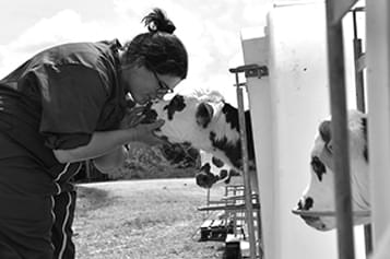 cow
