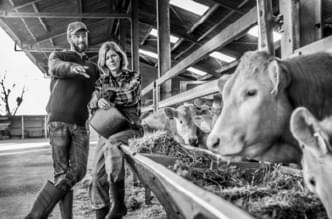 cow