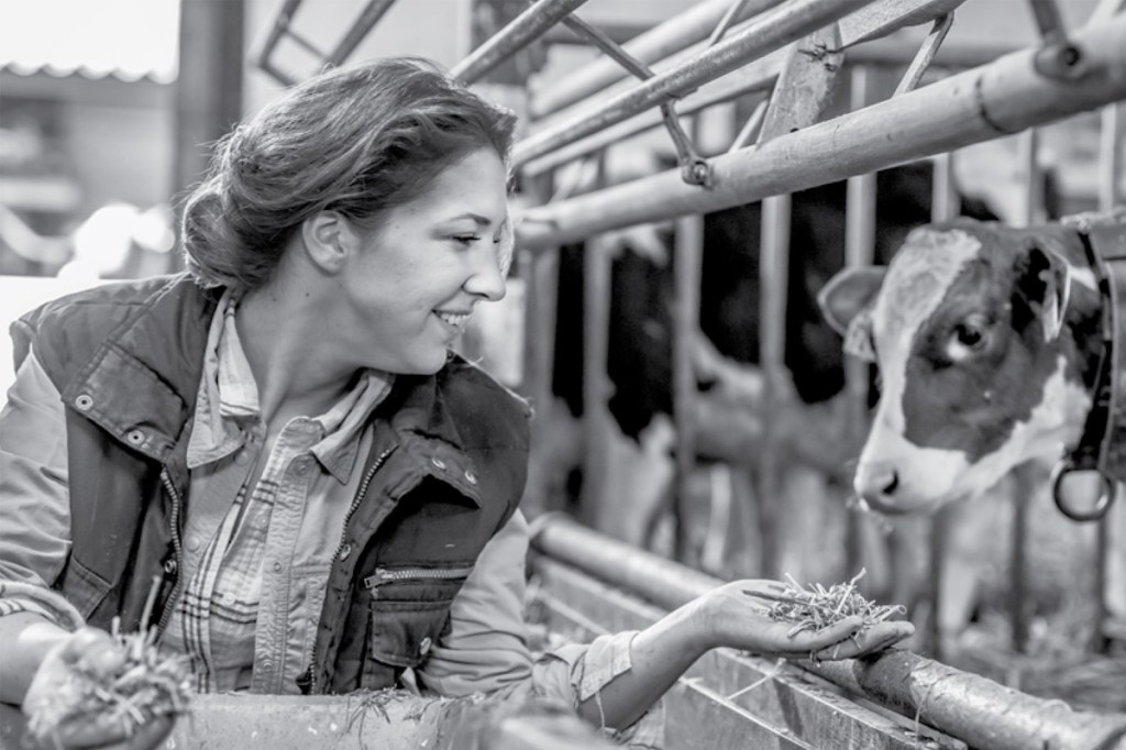 Cow eating from vets hand in barn. black and white photo