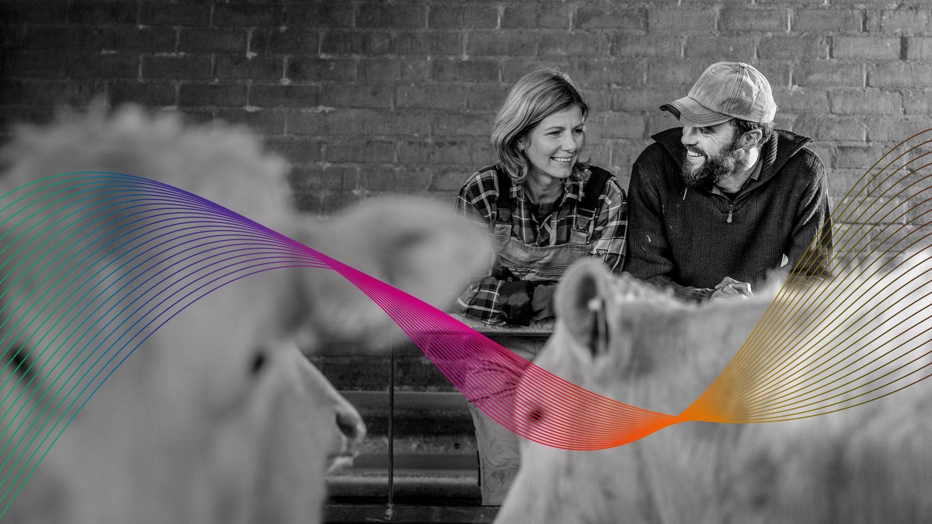 Farmers, one female and one male talking in a barn with beef cattle