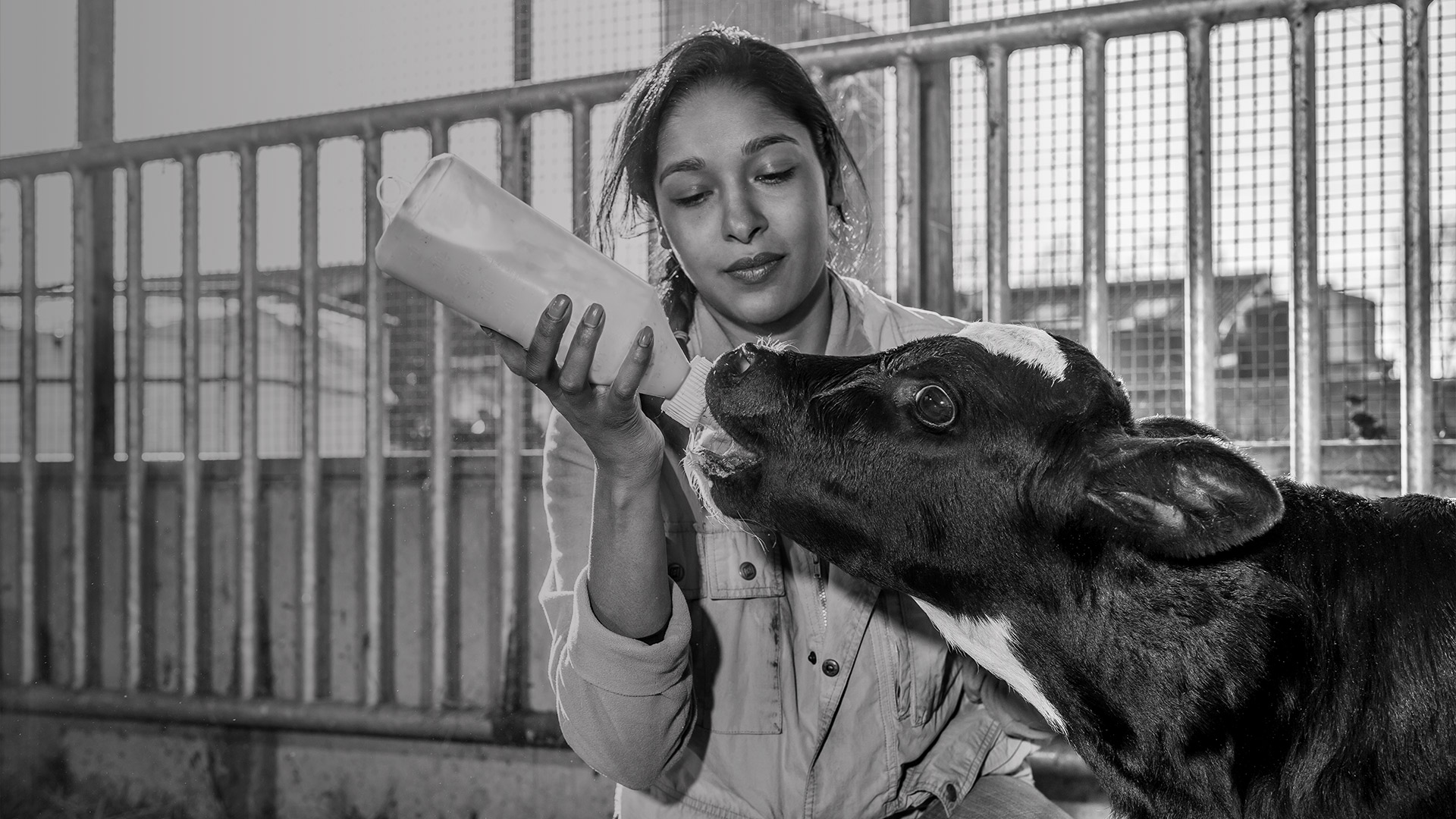 Female farmer feeding a calf with a milk bottle
