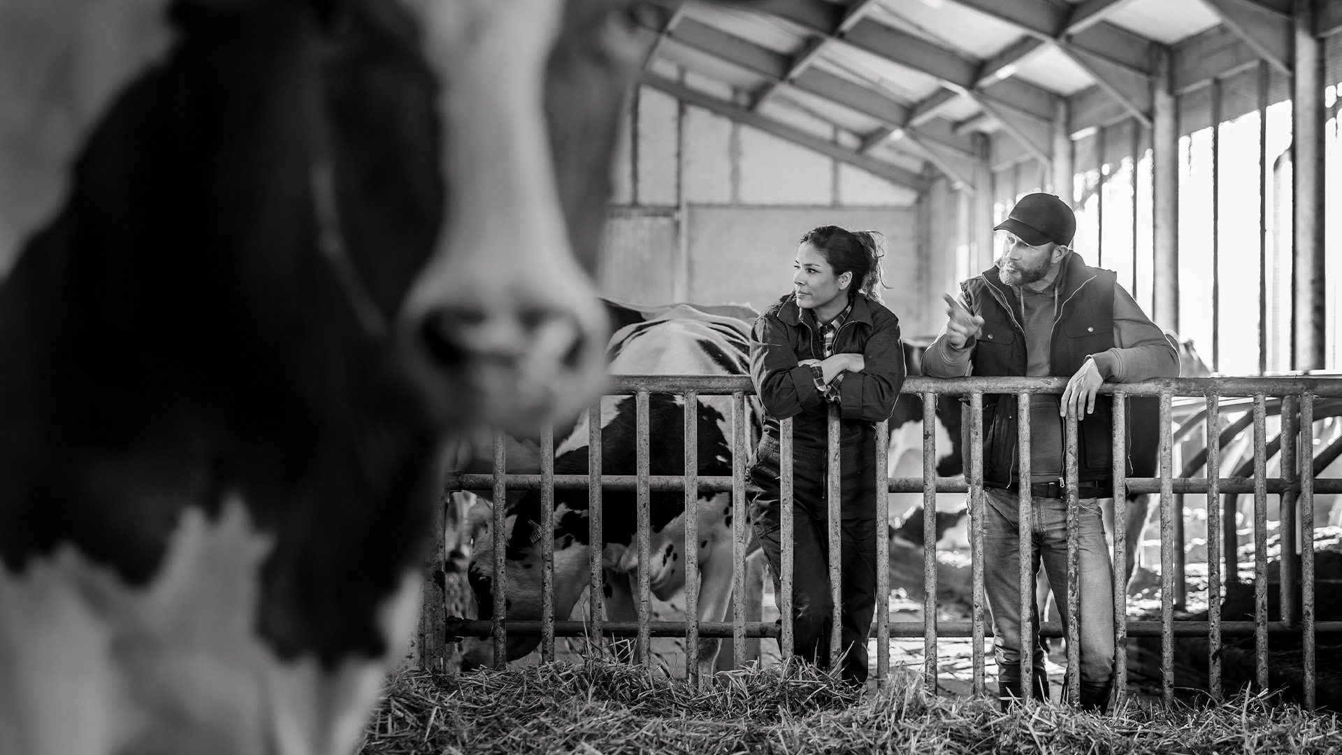 One female farmer and one vet looking at cattle in the barn, milk cow in the front