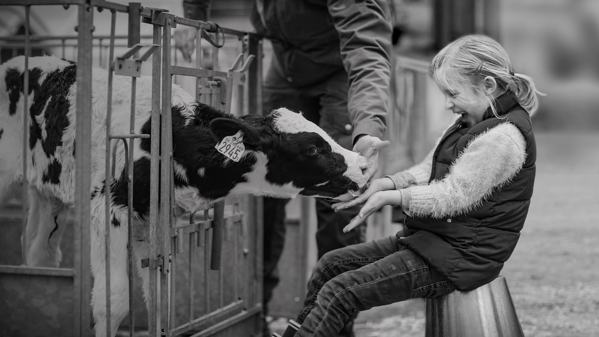 Little girl sitting on a stool and getting a calf licking on her fingers, farmer next to the girl