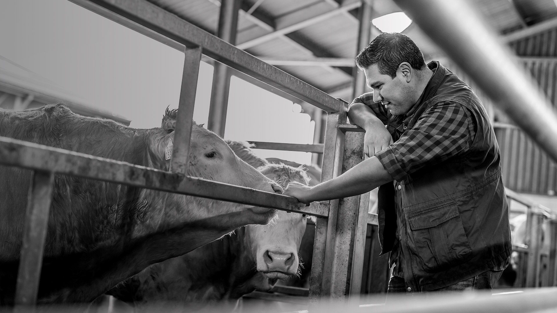 One male farmer looking at a beef cow in a barn