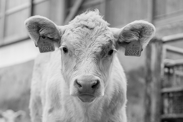 Beef cow in a barn, black and white