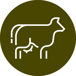 Illustration of white cow  icon in brown color circle 
