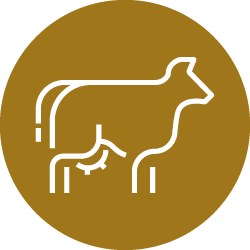 Illustration of white cow icon in brown color circle 