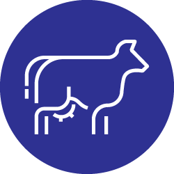 Illustration of white cow icon in dark blue color circle 