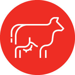 Illustration of white cow icon in red color circle 