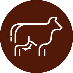 Illustration of white cow icon in dark brown color circle 
