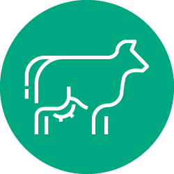 Illustration of white cow icon in green color circle 