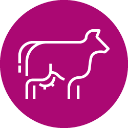 Illustration of white cow
 icon in dark pink color circle 