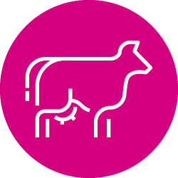 White cow outline on pink circle 