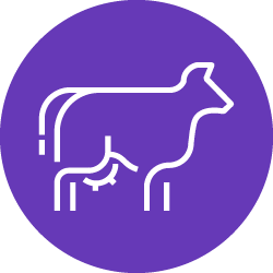 Illustration of white cow icon in purple color circle 