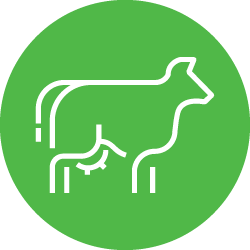 Illustration of white cow icon in light green color circle 
