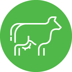 Illustration of white cow icon in light green color circle 